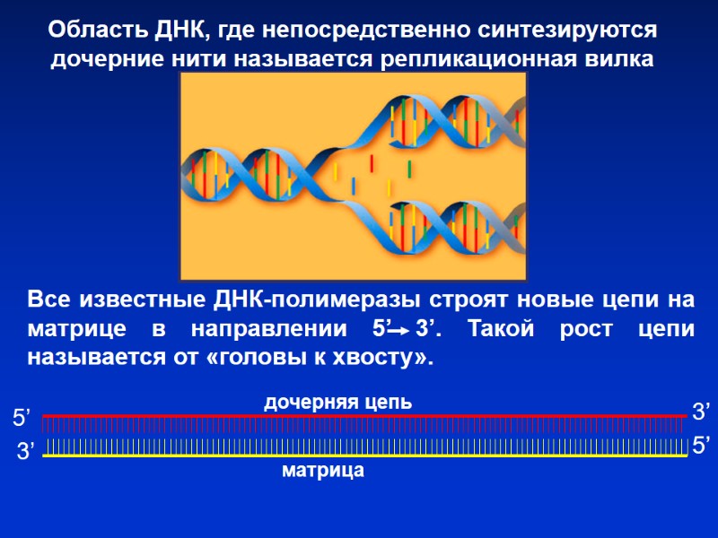 Все известные ДНК-полимеразы строят новые цепи на матрице в направлении 5’ 3’. Такой рост Все известные ДНК-полимеразы строят новые цепи на матрице в направлении 5’ 3’. Такой рост